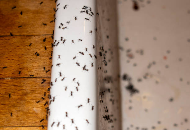 Best Residential Pest Control  in Addison, TX