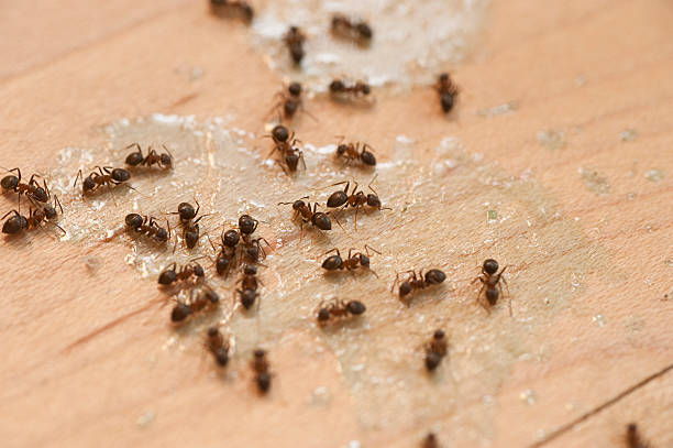 Best Pest Prevention Services  in Addison, TX