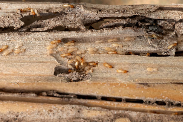 Reliable Addison, TX Pest Control Solutions